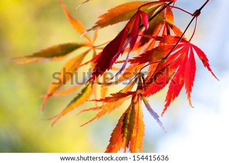 The bright colors of autumn trees. Autumn landscape.
