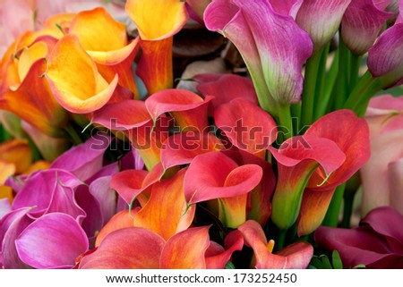 Bouquet of beautiful callas lilies. Floral pattern.