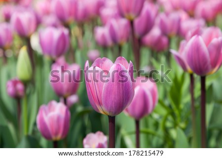 Group purple tulipsin the park. Spring landscape.