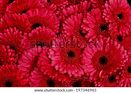 A bouquet of gerberas. Floral background. Floral pattern.