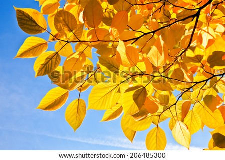 The bright colors of autumn trees. Yellow leaves on a background of blue sky.