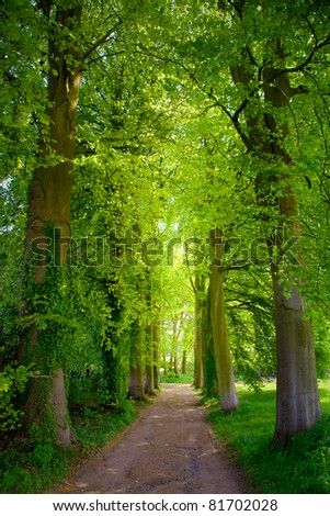 Forest Road in the summer. Summer Landscape.