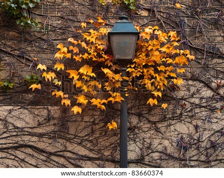 Autumn Street Lamp. Paris. Montmartre.