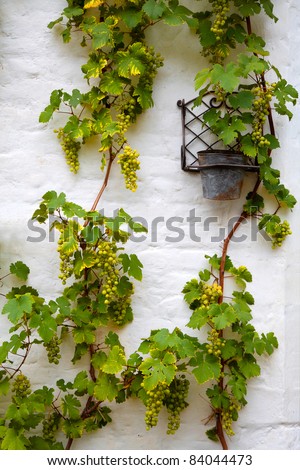 Border of fresh grapevine with ripe grapes.