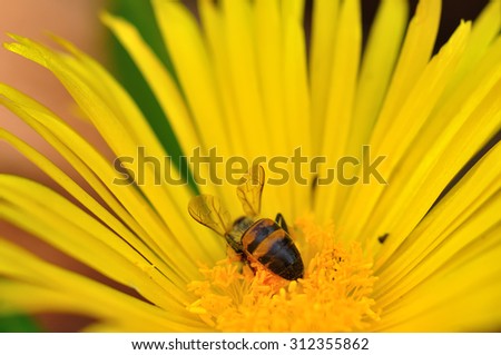 A single bee in a yellow flower