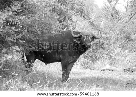 Buffalo standing in a veld done in black and white