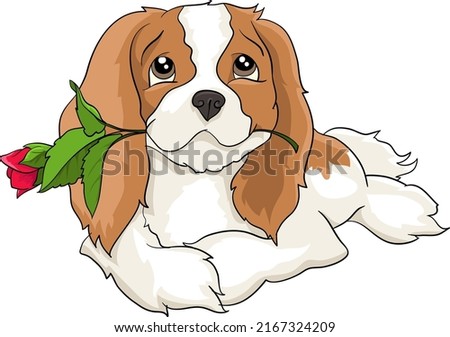 Cavalier King Charles spaniel lying with a red rose flower for a woman, valentines day love, drawing vector illustration dog Photo stock © 