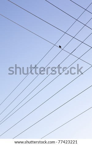 one bird on crossing power lines