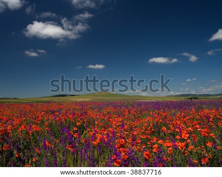 puppy flower and lavender field with some clouds blue sky