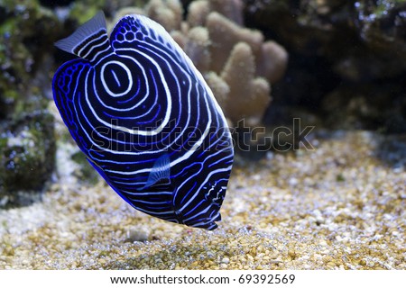 Pomacanthus navarchus blue girdled angel sea fish