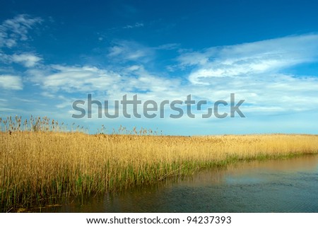 dry reed landscape in Danube Delta on blue sky with clouds