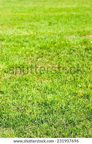 Natural green grass field texture in bright sunlight early fall.