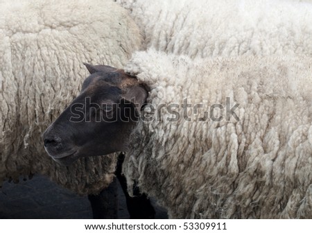Sheep with black head and white fur
