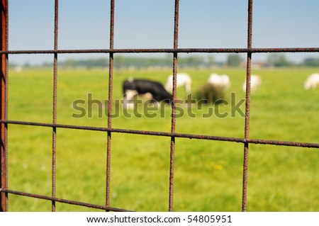 Fence with meadow and cows in the background, shallow dof