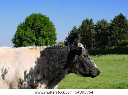 Black and white cow in meadow with trees in the background