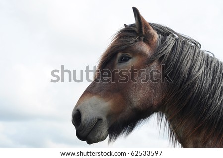 Head of a beautiful brabant draft horse with copy space