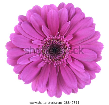 Top View Of Magenta Gerbera Daisy, Isolated On White With Clipping Path ...