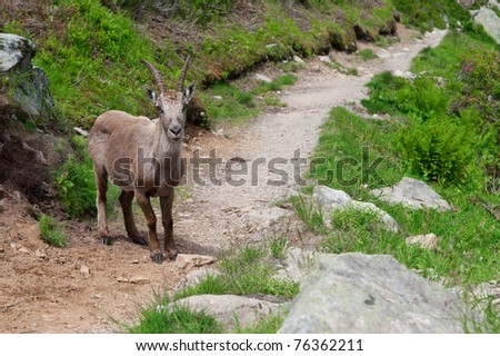 Wild mountain goat Capra Ibex on hiking trail in French Alps.