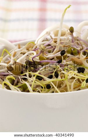 Assorted sprouts salad in a white bowl. Selective focus.