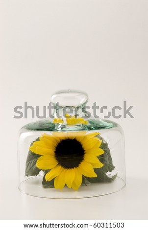 Sunflower growing in a glass bell jar. White background.
