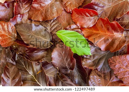 pile of leaves, one standing out from the crowd