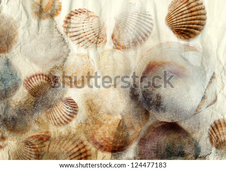 Sea shells on old paper background