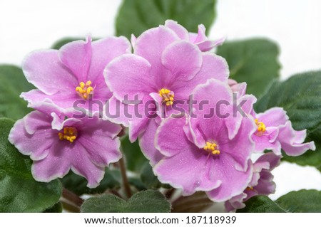 Bright pink flowers of violet with a white border on a white background