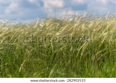 Natural decorative background of feather grass on a background of blue sky and clouds in sunlight