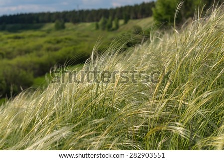 Natural decorative background of feather grass on a background of blue sky and clouds in sunlight