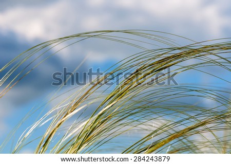 Abstract natural decorative background of feather grass on a background of blue sky and clouds