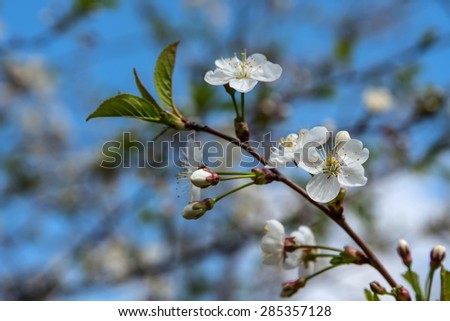 Beautiful delicate floral background of white flowers on a branch of a cherry against the blue sky on a sunny day