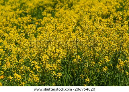 Bright spring floral natural background with yellow flowers in the meadow on a sunny day