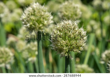 Decorative abstract natural background of buds, feathers and flowers of onions in the garden