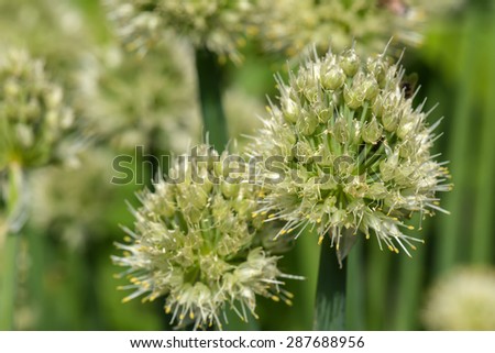 Decorative abstract natural background of buds, feathers and flowers of onions in the garden