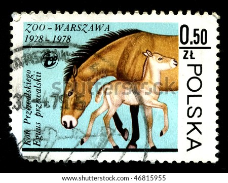 POLAND - CIRCA 1978: A postage stamp printed in the Poland shows image life of animals, a horse Przhevalsky, circa 1978