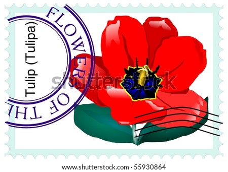 vector stamp with flower tulip (Tulipa)