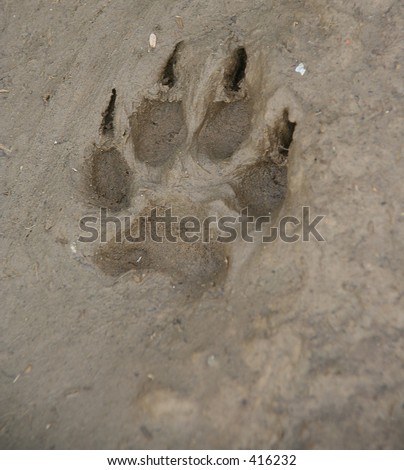 A Dog'S Paw Print In Mud Stock Photo 416232 : Shutterstock