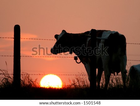 Silhouettes of a cow and a fence against a sunset sky