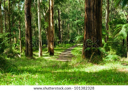 Forest, Dandenong Ranges National Park, Yarra Valley, near Melbourne Australia