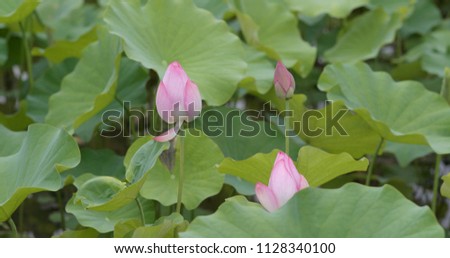 Lotus Flower