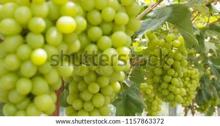 Green Grape