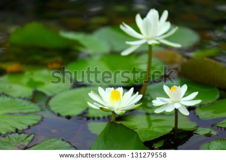 White Lotus