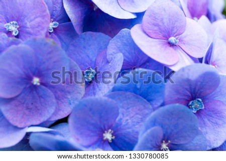 Purple Hydrangea
