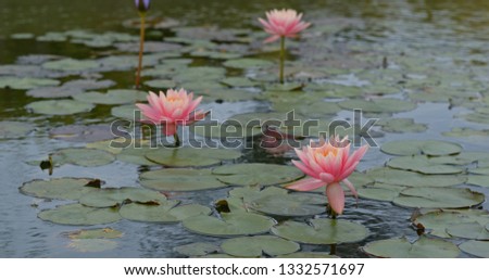 Waterlily Flower