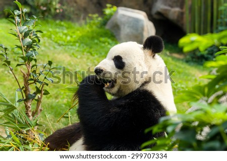 Panda having meal