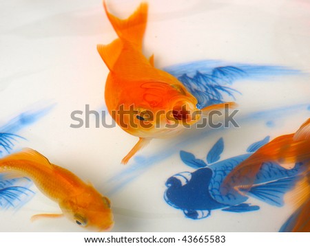 Goldfish in a Chinese ceramic bowl