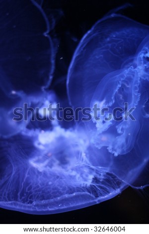 Upside down white jellyfish flying underwater in front of black background
