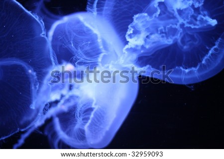 Close-up of white jellyfish seeming to fly underwater