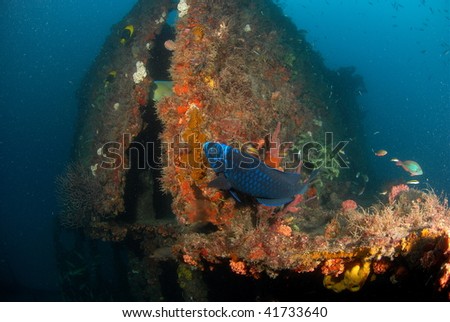 wreck diving with fish