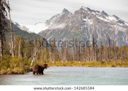 Brown Bear Hunting for Fish Against a Beautiful Alaskan Landscape